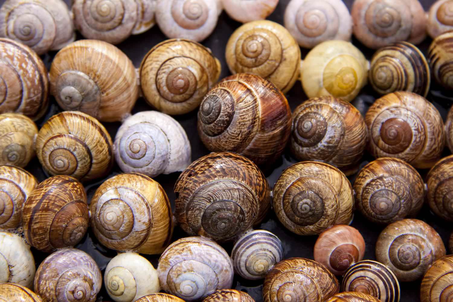 Snail shells arianta arbustorum
